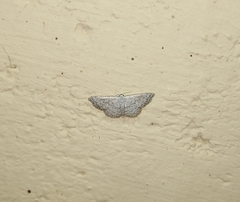 Scopula adeptaria