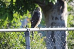 Accipiter cooperii