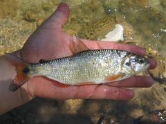 Orangetail Brycon photo 3