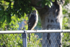 Accipiter cooperii