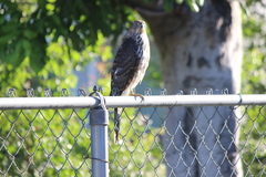 Accipiter cooperii