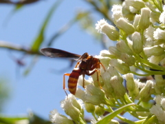 Poecilopompilus algidus