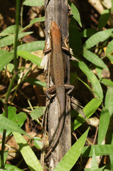 Trachylepis aureogularis