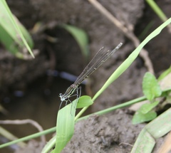 Pseudocopera rubripes