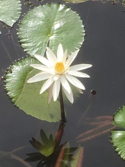 Nymphaea
