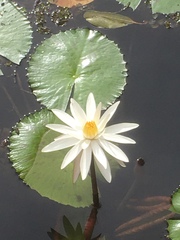 Nymphaea
