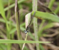 Pseudocopera rubripes