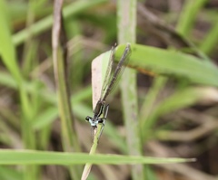 Pseudocopera rubripes