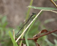 Pseudocopera rubripes