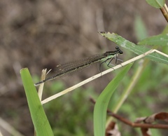 Pseudocopera rubripes