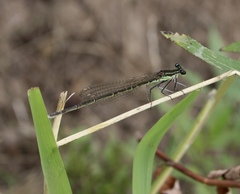 Pseudocopera rubripes