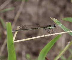 Pseudocopera rubripes