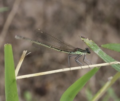 Pseudocopera rubripes