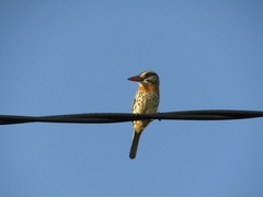 Nystalus maculatus