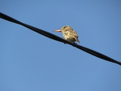 Nystalus maculatus
