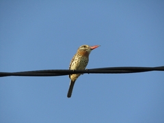 Nystalus maculatus