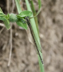 Pseudocopera rubripes