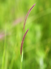 Hordeum roshevitzii