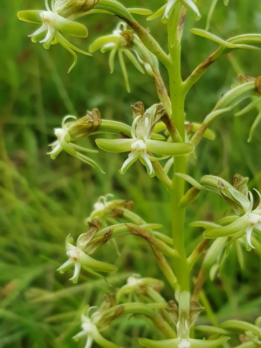 Smallface Ghost Orchid