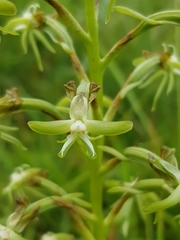 Habenaria humilior