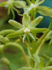 Habenaria humilior