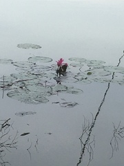 Nymphaea rubra