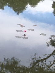 Nymphaea rubra