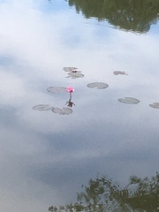Nymphaea rubra