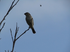 Sporophila albogularis