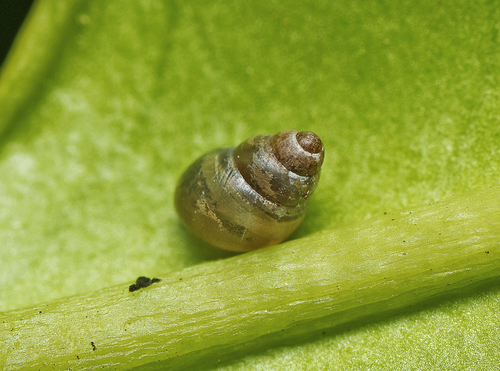 Tornatellinops