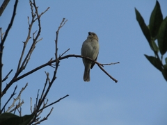 Sporophila albogularis