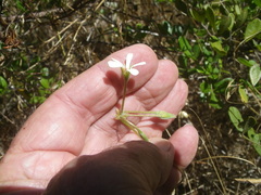 Ciconium