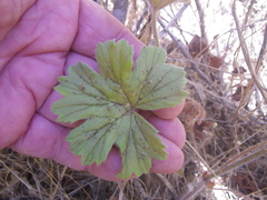 Ciconium