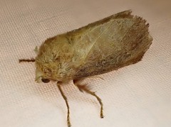 Doratifera