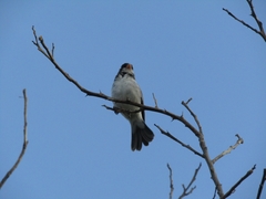 Sporophila albogularis