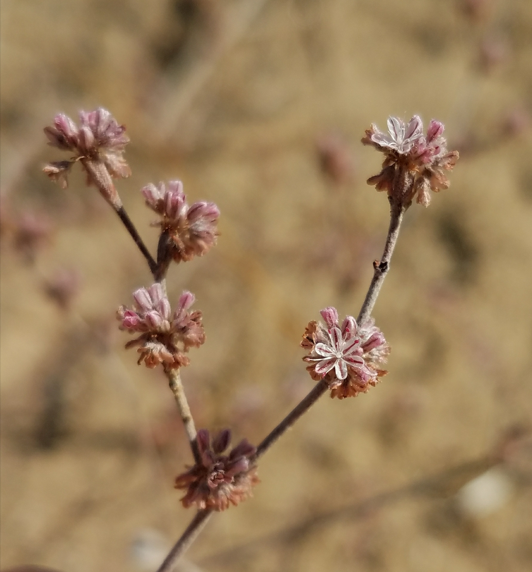 Eriogonum dasyanthemum
