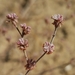 Chaparral Wild Buckwheat - Photo (c) Rob Irwin, some rights reserved (CC BY-NC), uploaded by Rob Irwin