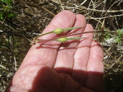 Ciconium