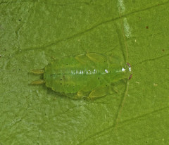 Mediastinia