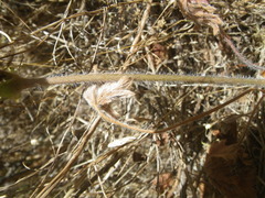 Ciconium