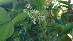 Solanum argentinum