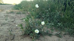 Oenothera centaurifolia