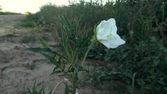 Oenothera centaurifolia