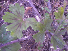 Ciconium