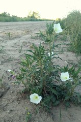 Oenothera centaurifolia