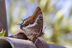 Charaxes jasius