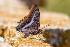 Charaxes jasius