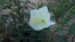 Oenothera centaurifolia
