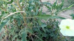 Oenothera centaurifolia