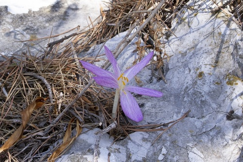 Colchicum lusitanum